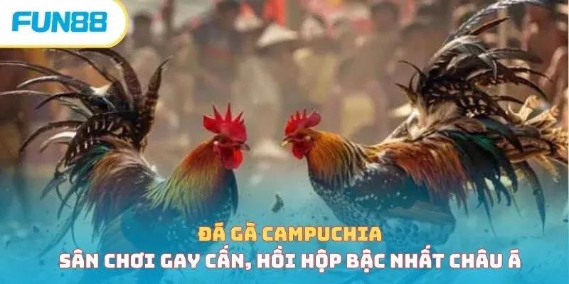 Giới thiệu chung về sảnh đá gà FUN88 Giới thiệu chung về sảnh đá gà FUN88